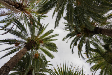 Several palm tops photographed from below