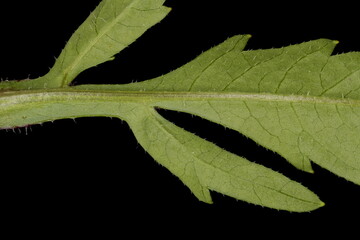 Trifid Bur-Marigold (Bidens tripartita). Leaf Detail Closeup