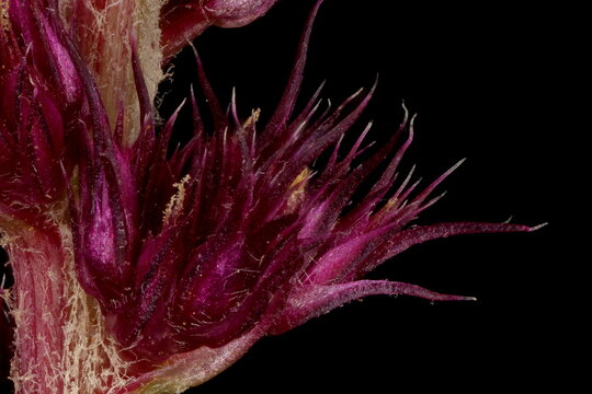 Red Amaranth (Amaranthus cruentus). Inflorescence Detail Closeup