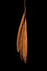 Common Ash (Fraxinus excelsior). Infructescence Detail Closeup