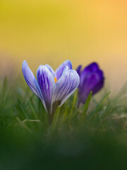 Wildlife shot of crocus in the grass at the beginning of spring. Crocus in spring with blurry sunrise in background. Crocus flowers in sunset