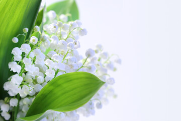 Bouquet of snow-white lilies of the valley close-up on a white background. Spring forest flowers.