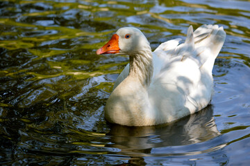 White goose (Anser anser domesticus) on water