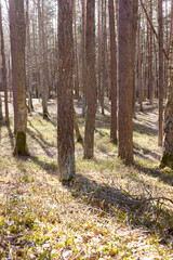 Forest of pine trees and birches