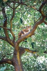 Amazing lovely cat on a tree, outdoor, daytime, alone