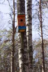 bird feeder hangs on a tree