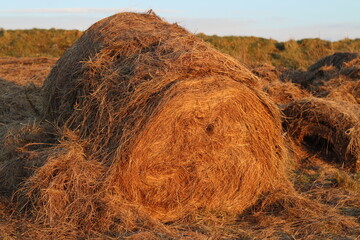 Round bale of hay bathed in light of setting sun on farmland in rural Ireland in springtime 