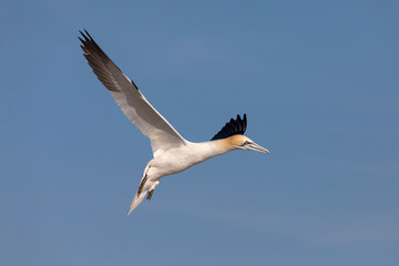 Northern Gannet