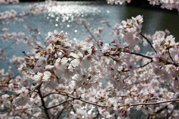 春爛漫の公園の水辺に咲く桜