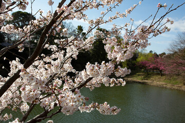満開の桜と公園の池と青空