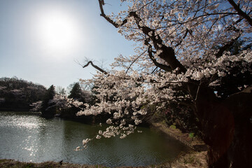 朝日に照らされる満開の日本の桜