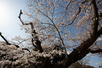 春の朝日に照らされた大きな日本の桜の木