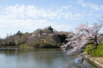 春の桜が咲く公園の池の風景