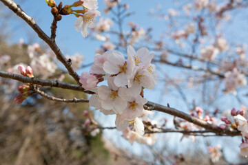 青空を背景に撮影した満開の桜の花