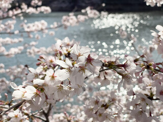 公園の池のキラキラした反射を背景に咲き誇る桜の花