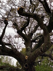dramatic twist cherry blossom, Ueno Tokyo Japan, sakura season March 2022