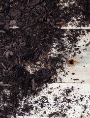 fresh potting soil scattered on raw wood with copy space