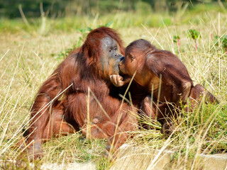 Mother and juvenile orangoutans (Pongo pygmaeus) sitting on grass and showing signs of affection © Christian Musat
