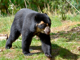 Andean bear (Tremarctos ornatus) also known as the spectacled bear and walking on grass