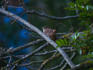 Luscinia megarhynchos (common nightingale)