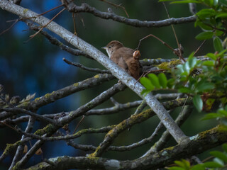 Luscinia megarhynchos (common nightingale)