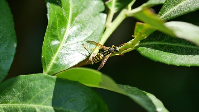 Wasp/Gu&ecirc;pe