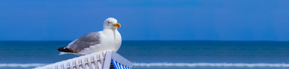 Möve Urlaub Meer Strand © eliasbilly