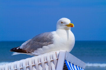 Möve Urlaub Meer Strand