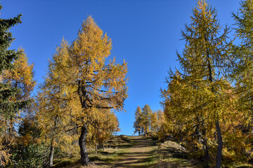 Herbst, Wald, Baum, Bäume, Lärche, Lärchen, Blätter, Nadeln, verfärben, Farbe, Herbstfarben, Gelb, Gold, Braun, Grün, leuchten, Strahlen, farbenfroh, Weg, Wanderweg, Ast, Äste, Stamm, Baumstamm, Hang,