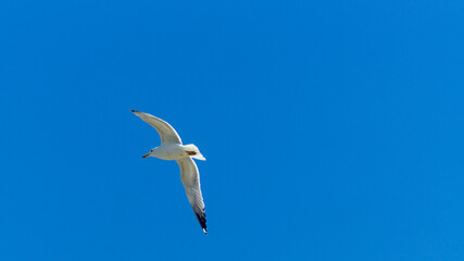 Gaviota volando