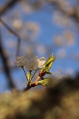 桜・緑吉野満開　萩市　萩城跡　みどりよしの