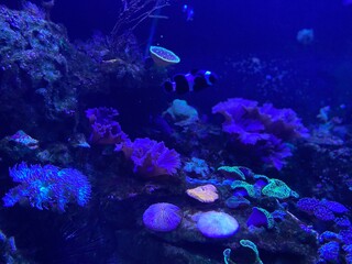 coral reef in the sea and fish