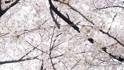 満開の桜（ソメイヨシノ）の花