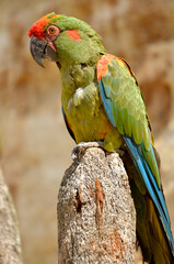 Red-fronted macaw (Ara rubrogenys) also called Lafresnaye's macaw and seen from profile