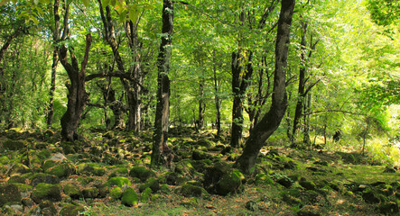 Moss covered stones in the forest.
