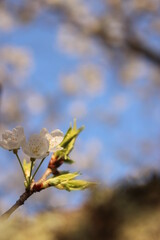 桜・緑吉野満開　萩市　萩城跡　みどりよしの