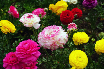 色とりどりの八重咲きのポピーの花