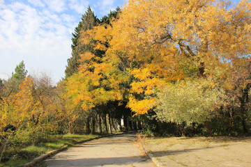 Yellow trees autumn in the botanical garden.