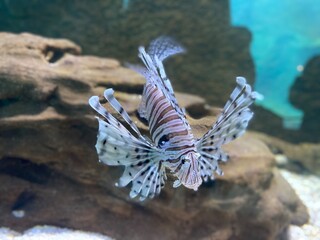 Unreal beautiful fish in aquarium