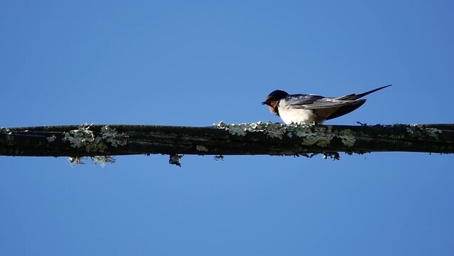 A swallow in Spring/Une hirondelle au Printemps