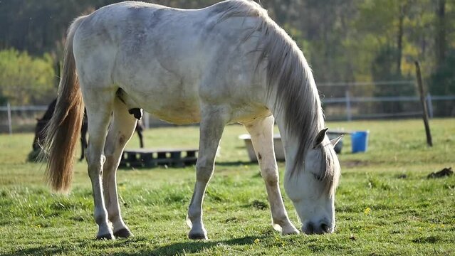 A horse grazing grass/Un cheval broutant de l'herbe