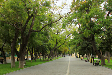 A beautiful alley on the boulevard of the city of Baku.