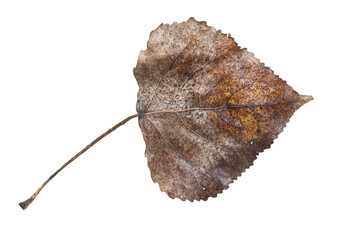 Dead last year's leaf isolate on a white background, clipping path, no shadows.
