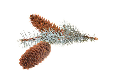 fir cone isolated on white background