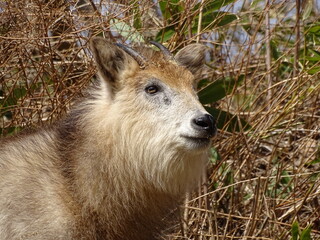 二ホンカモシカ