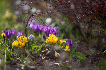Lila Krokusse im Frühling