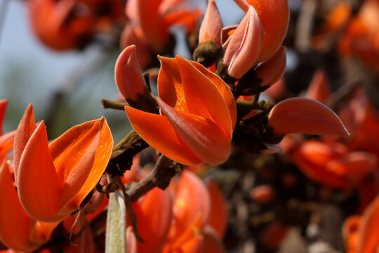 Butea monosperma. Palash flower. Bastard teak. Flame of the forest.