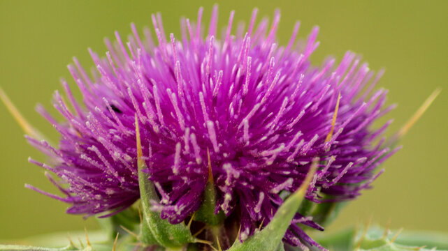 Flor de la mata de cardo
