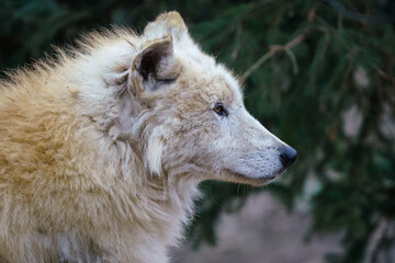 Arctic wolf (Canis lupus arctos), also known as the white wolf or polar wolf