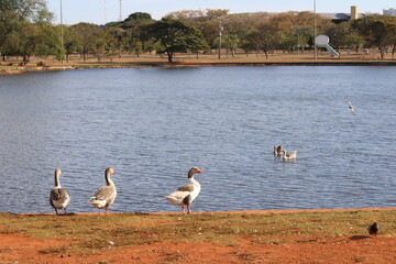 Gansos no Parque Nacional de Brasília